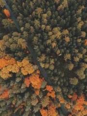 The Favorite Concubi