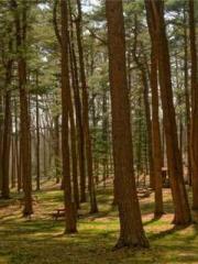 The Beloved Physicia