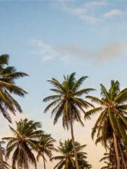 Lin Feng Lin Yun Yao