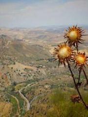 The Realm of the Dao