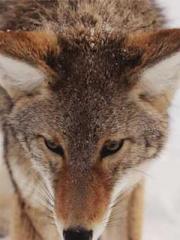 Shen Ning, Ran, Bo J